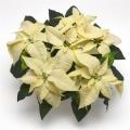 Poinsettia Christmas Season White