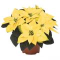 Poinsettia Gold Glow