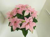 Poinsettia Princettia Pink