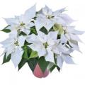 Poinsettia White White 