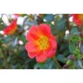 Portulaca Cupcake Orange Zest