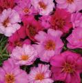 Portulaca Happy Hour Pink Passion Mix