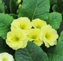 Primrose Primlet Lemon Shades