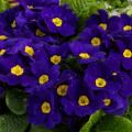 Primrose Primula Danessa Blue