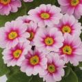 Primrose Primula Danessa Pink 