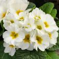 Primrose Primula Danessa White