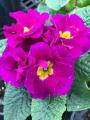 Primrose Primlet Purple Shades