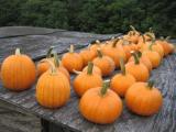 Pumpkin Small Sugar