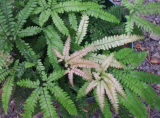 Rosy Maidenhair Fern