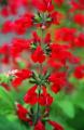 Salvia Summer Jewel Red