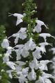 Salvia Summer Jewel White