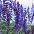 Salvia Lyrical Blue