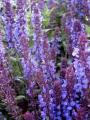 Salvia New Dimension Blue