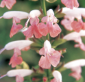 Salvia Summer Jewel Pink (Spring)