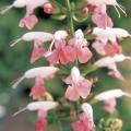 Salvia Summer Jewel Pink