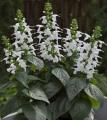 Salvia Summer Jewel White