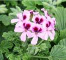 Scented Geraniums Orange Fizz