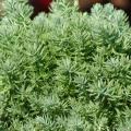 Sedum Blue Spruce