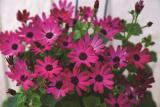 Cineraria Senetti Ruby Red