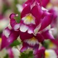 Snapdragon Snapshot Burgundy Bicolor