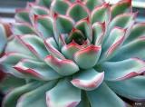 Succulent Echeveria