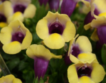 Torenia Summer Wave Bouquet Gold