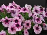 Petunia Sun Spun Lavender Star