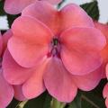 Impatiens SunPatiens Compact Pink