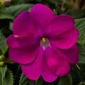 Impatiens Sunpatiens Compact Electric Neon Pink