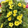 Thunbergia Sunny Lemon Star