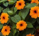 Thunbergia Sunny Orange Wonder