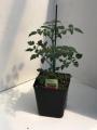 Tomato Napa Grape Hybrid F1