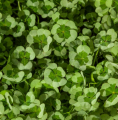 Trifolium 4 Luck Green Glow