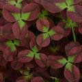 Trifolium Limerick™ Isabella