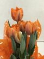 Tulip Hermitage Orange