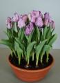 Tulip Carre Lavender (Forced)