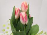 Tulip pleasure pink