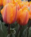 Tulip Princess Irene orange