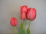 Tulip Spryng Rose Red