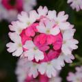 Verbena BeBop™ Pink