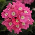 Verbena Blues™ Rose Eye