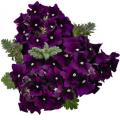 Verbena Empress Violet Blue