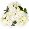 Verbena Empress White