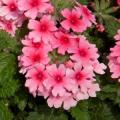 Verbena Pops™ Pink+Red Eye