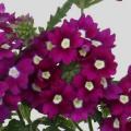 Verbena Blues Violet Eye