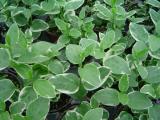 Vinca Vine Major Variegata