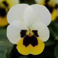 Viola Sorbet XP Lemon Ice Blotch (Spring)