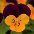 Viola Sorbet XP Orange Jump Up - Not Grown 2018