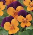 Viola Sorbet XP Orange Jump Up 