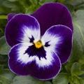 Viola Sorbet XP Purple Face